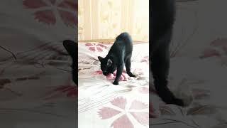 Cat Barsik and pink panther  #cats #funnycats #funny #barsik #animals #pinkpanther #shorts #tiktok