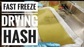 Hash Tray Preparation: Optimize Your Harvest Right with This Freezedry SOP