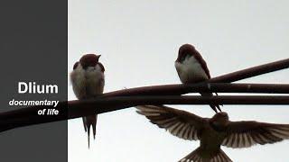 Barn swallow (Hirundo rustica)