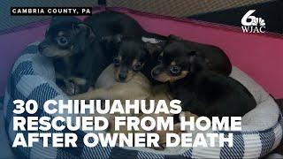 30 chihuahuas rescued from home after owner found dead, dogs available for adoption soon