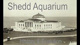 The Shedd Aquarium - Chicago - History and Evolution