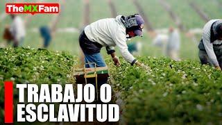 Dream job or modern slavery? Seasonal Agricultural Workers in Canada