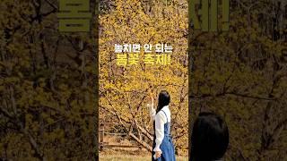 2025년 이천 산수유마을 축제 개화상황 산수유 꽃이 피는봄이 되면 노란 물결로 핫플로 등극하는 곳 #짤진이 #여행 #가족여행 #아이와함께 #travel #국내여행 #드라이브