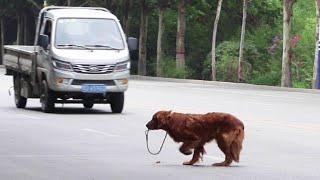 Abandoned Dog Bites Leash in Tears, Hit By Car, Just To Cross The Road To Seek Owner