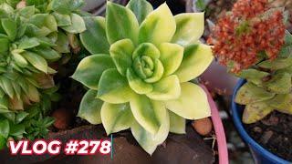 When Succulents Variegates | VLOG #278 - Growing Succulents with LizK