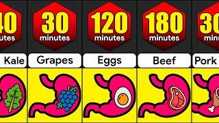 How Long Do Foods Stay In Your Stomach? | Comparison