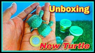 How To Buy Turtle  Online In India