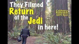 Cheatham Grove: Grizzly Creek Redwoods State Park| California Redwoods ADV, Ep.4