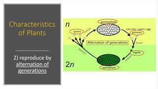 Characteristics of Plants