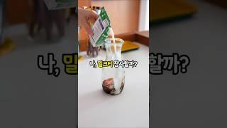 홍차 밀크티 사먹지 마세요. 진짜 맛있는 레시피 알려드릴게요️ #레시피 #밀크티 #홈카페 #홈카페레시피