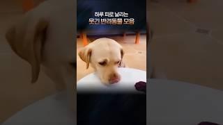 강아지와 고양이의 웃음 폭발 순간들!  | 하루 피로 날리는 웃긴 반려동물 모음