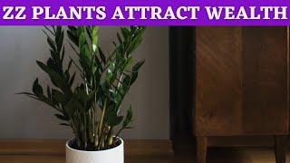 ZZ plant benefits at home feng shui tips