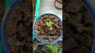 Акация серебристая в наличии свежие семена! #shorts #plants #акация #цветы #мимоза