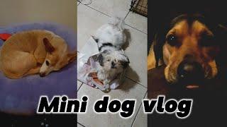 Mini dog vlog