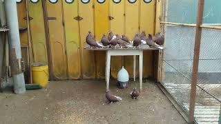 Николаевские голуби в Ялте (Крым) +79787395899