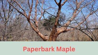 Acer griseum Growing Guide (Paperbark Maple) by Gardener's HQ