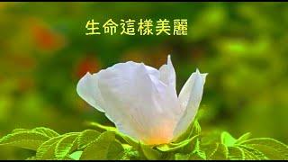 周兆祥：生命這樣美麗  ------ 祥哥講生命啟悟 101