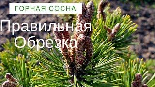 Обрезка Горной сосны. Делаем Правильно!