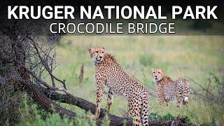 Africa's Heartbeat | "Endless Travel" Through The African Savannah | Kruger National Park