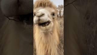 This Animal can eat Fork | Bactrian Camel