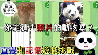 【靈活腦學校一起伸展大腦】你能猜中照片中的動物嗎？直覺和記憶遊戲挑戰8種遊戲介紹【地方熊貓】やわらかあたま塾 Big Brain Academy