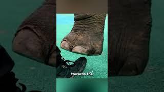 Do You Know How Powerful An Elephant's Foot Can Be?