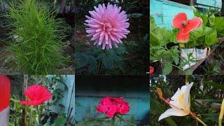 beautifull flowers-planet earth amazing nature scenery.. #chamling #Deepa