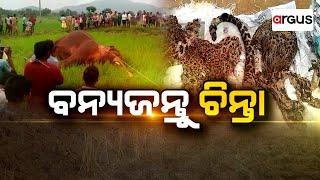 Argus Bada Khabar Live | ବନ୍ୟଜନ୍ତୁ ଚିନ୍ତା | 20 Nov 2024 | Argus News