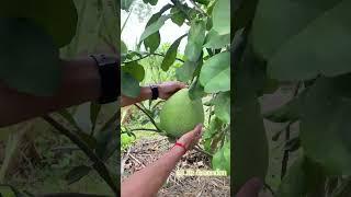 Giant Grapefruit Harvest  #FruitPicking#fruit #garden #diy #satisfying #plants #viralvideo #nature