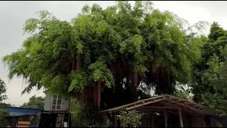 Cutting down a dangerous tree / Heartbreaking story of a boy who fell from a tree