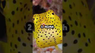Top 5 Most Venomous Fish #animals #science #sea