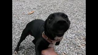 A puppy, a pizza and chimney cleaning with a drone