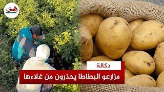 مزارعو البطاطس يشتكون إلغاء الدعم وتراجع المبيعات.." بدون التفاتة ستعود أسعار البطاطا للارتفاع"