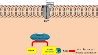 Mechanism of action for Calcium Channel Antagonists