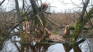 Охота на бобра лучшее!!! Beaver hunting best!!!