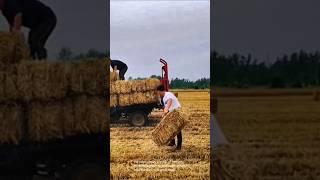 Manual hay loading: a glimpse into traditional farming