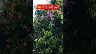 #shots #share #shortvideo #shorts #short