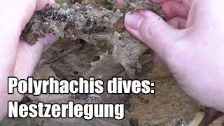 Polyrhachis dives: Nestzerlegung