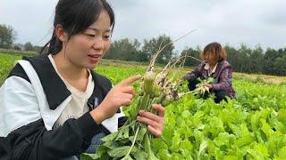 邻居家萝卜不要了，小悦和婆婆去摘点回家腌咸菜，这冬天有的吃了