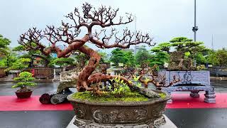 Đội mưa xem Cây gặp tp Ổi bonsai quá đẹp!