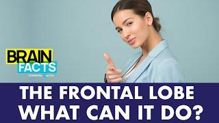 The Frontal Lobe explained in 30 seconds | Brain Facts #shorts