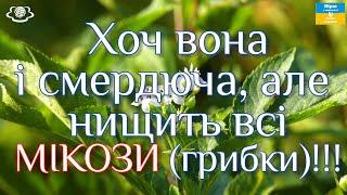 Хоч вона і смердюча, але нищить всі МІКОЗИ (грибки)!!!