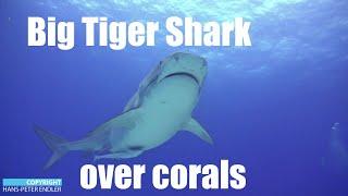 Dive Bahamas #08 - Big Tiger Sharks over corals  - Hans-Peter Endler