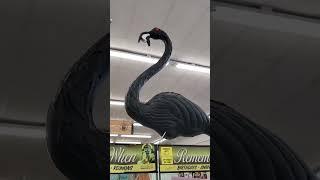 Flamingoes  with fangs at Sunshine Ace hardware in Bonita Springs Florida