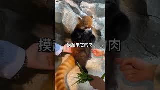小熊猫：我好像被调戏了但我没证据 #小熊猫 #动物 #萌宠 #可爱 #可爱到爆炸