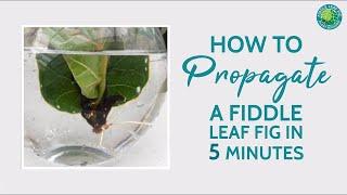 How to Propagate a Fiddle Leaf Fig in 5 Minutes | Fiddle Leaf Fig Plant Resource Center