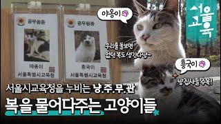 서울시교육청엔 ‘복을 물어다주는 고양이’가 있다? | #서울교육 Pick