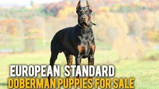 European Doberman Puppies For Sale | doberman dogs | More Details On My Description.#doberman#dog