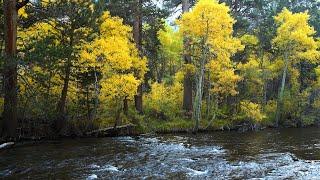 4K Sierra Nevada, California – River Sounds & Autumn Foliage