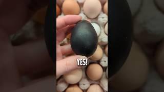 There’s a Black Egg?! 